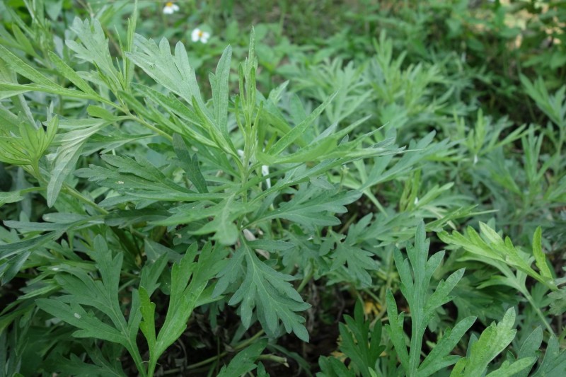 艾草葉外形很像銀膠菊幼株的葉子。（南投林管處提供）