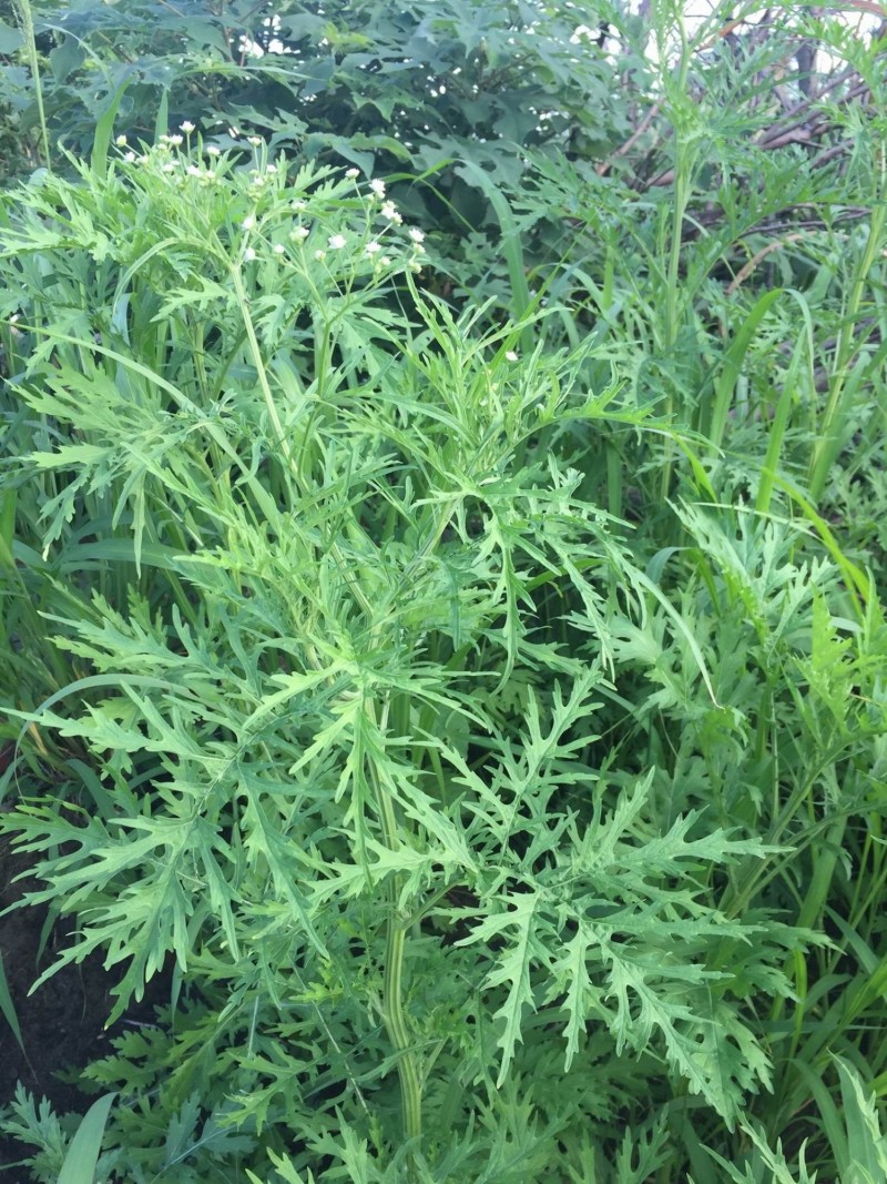 銀膠菊幼株外形很像艾草葉，惟其經具深凹條紋，葉互生，形狀為羽狀深裂。（南投林管處提供，黃士元攝）