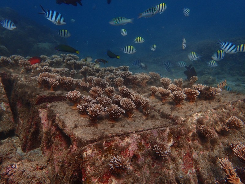 美 打造全台首座 珊瑚海洋花園 澎湖復育有成 生活 自由時報電子報