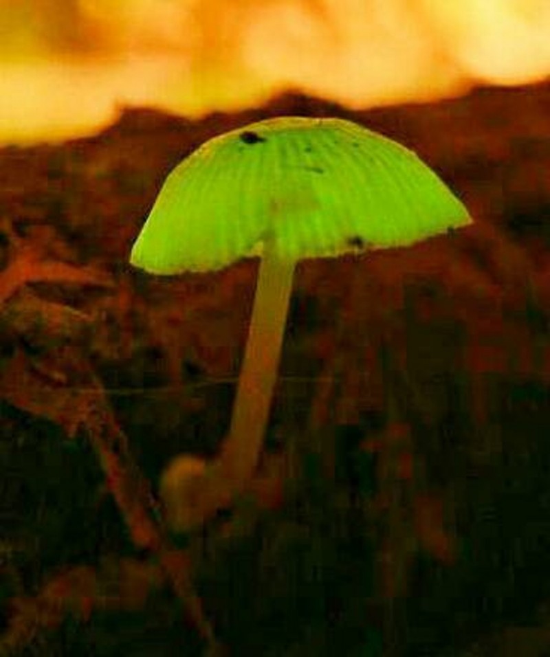 螢光蕈只有蕈傘會自行發光。（圖由張淑珍提供）