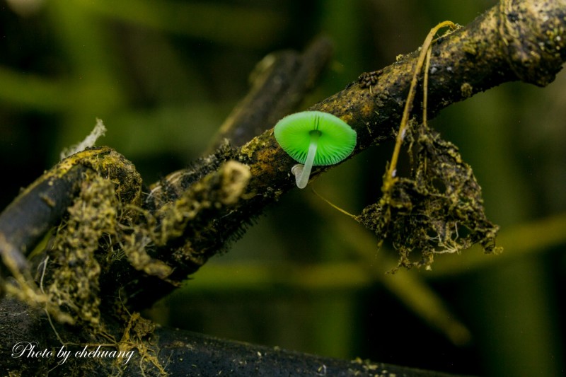 螢光蕈為一種發光真菌，只在雨後或潮濕不受污染及人為干擾的環境才會現身。（莊啟鴻先生提供）