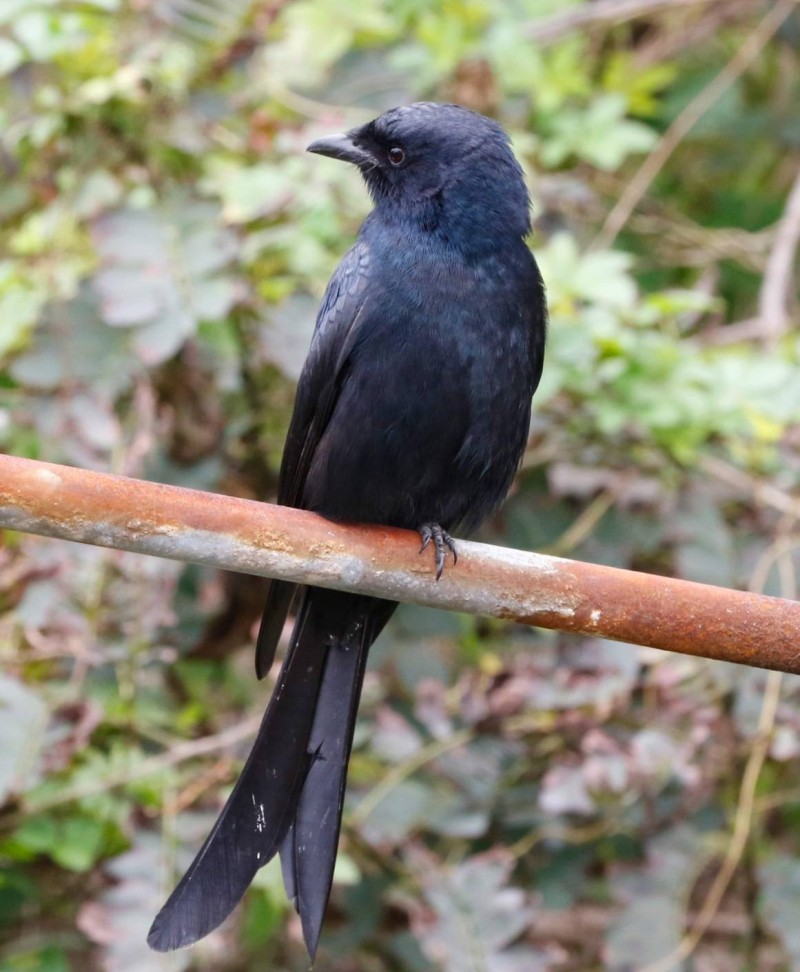 烏秋「空襲」怎麼防範？ 野鳥專家教你這樣做 - 生活 - 自由時報電子報