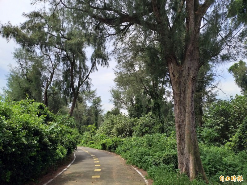 新竹縣竹北海岸有一片美麗的原生林，政府規劃步道設置解說牌，可惜因缺乏維護管理，罕有人跡，幾已被人遺忘。（記者廖雪茹攝）