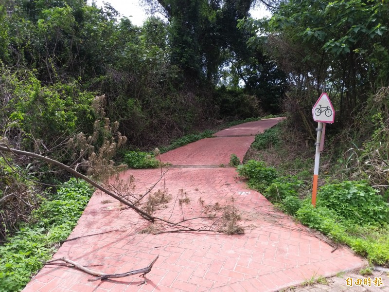 竹北原生林保護區的步道和自行車道沿線雜草多。（記者廖雪茹攝）