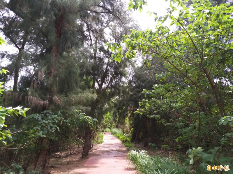 新竹縣竹北海岸有一片美麗的原生林，政府規劃步道設置解說牌，可惜因缺乏維護管理，罕有人跡，幾已被人遺忘。（記者廖雪茹攝）