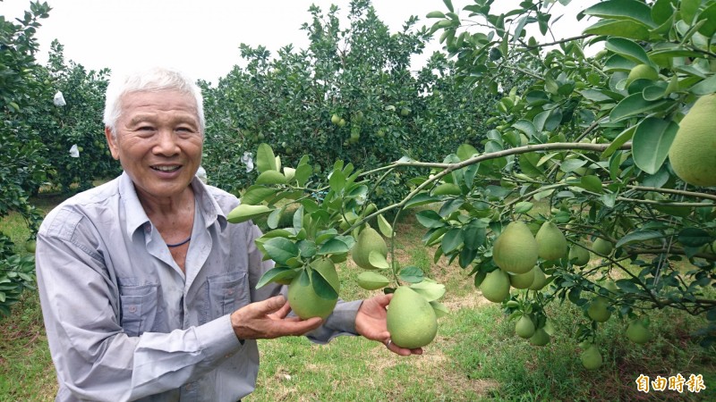 麻豆柚農郭玉飛的文旦園著果率不錯，品質更勝往年。（記者楊金城攝）