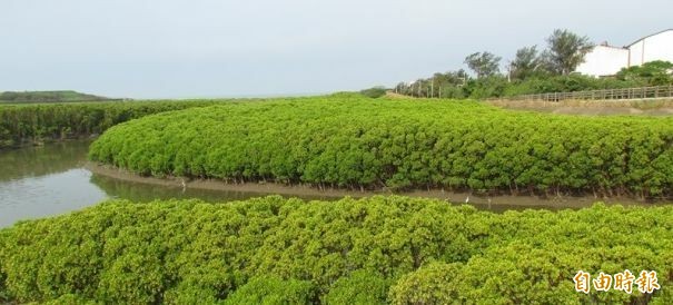 紅樹林水筆仔過度擴張，造成原棲地環境生態被限縮。（記者洪美秀攝）