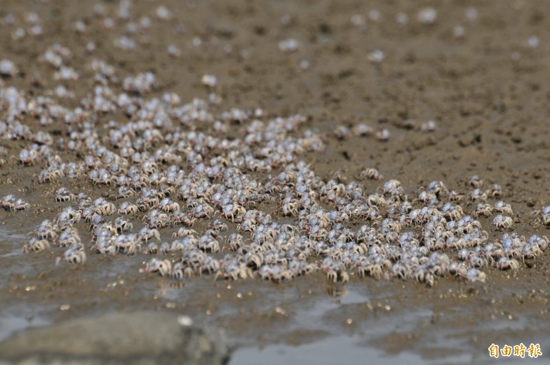 香山濕地恢復生物多樣性，包括蟹類種類豐富，還有底棲動植物等都已現蹤。（記者洪美秀攝）