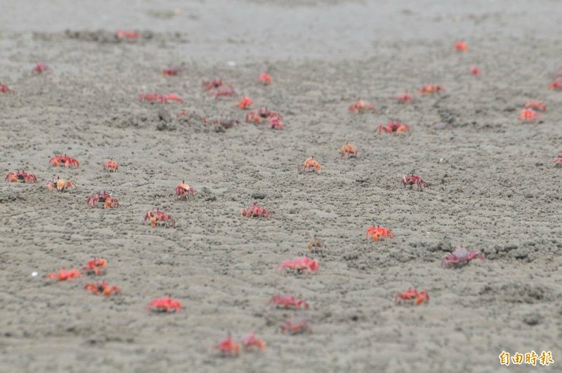 台灣招潮蟹。(記者洪美秀攝) 台灣招潮蟹。(記者洪美秀攝)