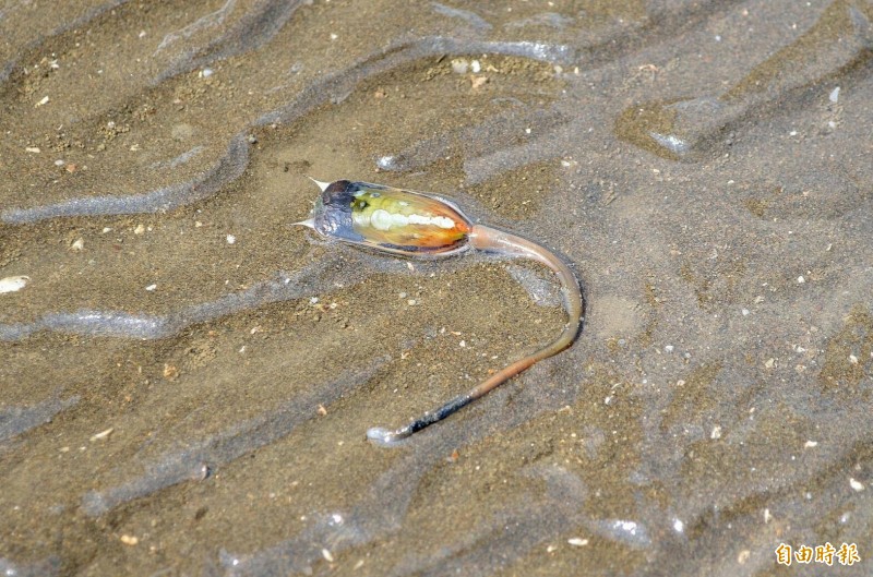 鴨嘴海豆芽。(記者洪美秀攝) 鴨嘴海豆芽。(記者洪美秀攝)