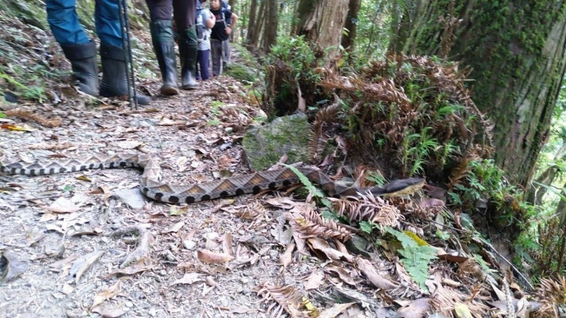 台東永安國小師生到玉山國家公園，遇到百步蛇，校長溫上德po上臉書，有人留言「超…級…大…條」，也有人說太幸運了，可以遇見百步蛇。（記者黃明堂翻攝）