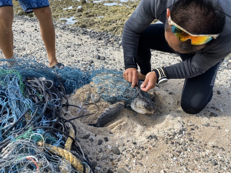 海巡人員小心拆除纏繞在欖蠵龜身上的漁網。（記者陳賢義翻攝）