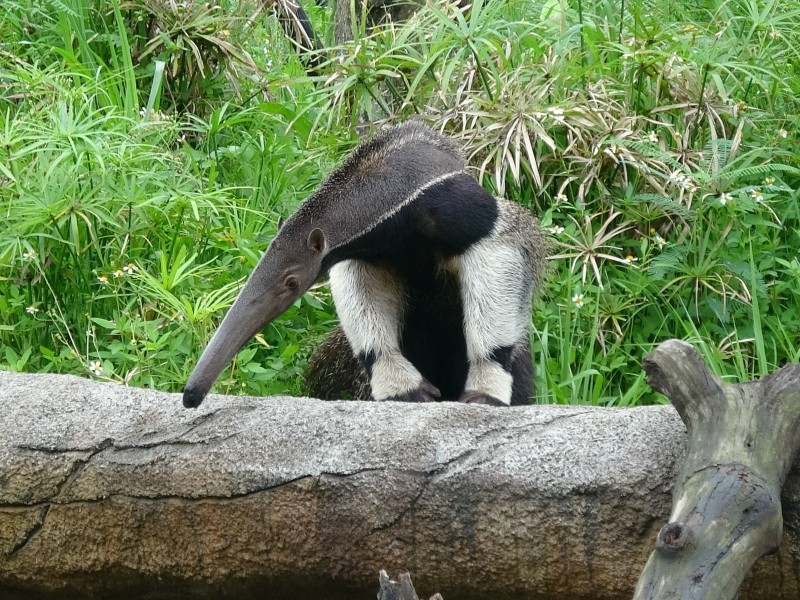 好會吃 大食蟻獸日吞3萬隻螞蟻又愛睡北市動物園忙找伴 生活 自由時報電子報