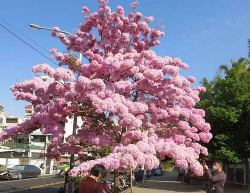 遊客朝聖紫色花團彰市3年內將遍植洋紅風鈴木成花都 生活 自由時報電子報