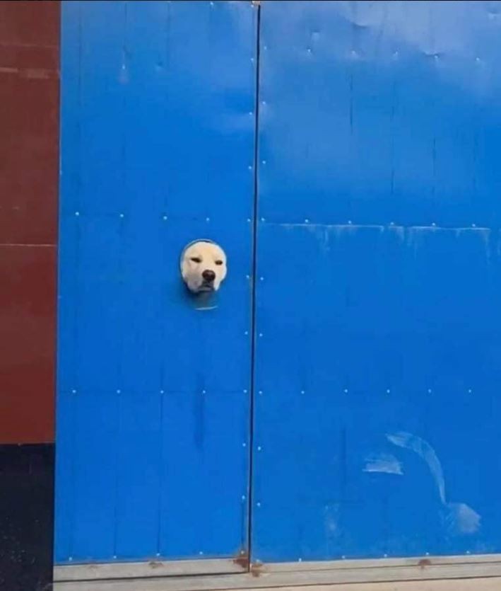 鏡頭拉近一點可以看到，有隻狗狗剛好從門上的小洞露出頭來。（圖擷自爆廢公社）