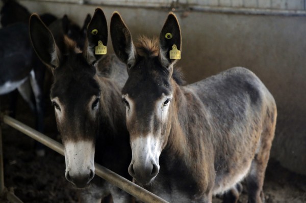 巴西警方表示，近期多名民眾檢舉，指出許多出口到中國的驢被活活餓死或渴死。（美聯社資料照）
