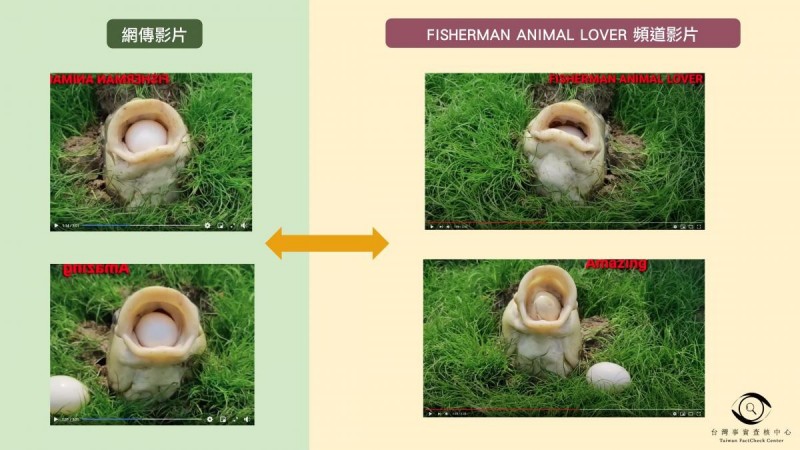社群平台和通訊軟體近日流傳一部影片，聲稱「有魚能從嘴巴生蛋、吐蛋」，台灣事實查核中心今天發布查核報告指出，傳言為「錯誤」訊息。（圖擷取自TFC 台灣事實查核中心）