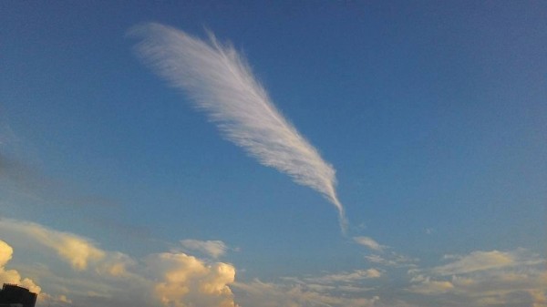 天使落入凡間的羽毛 網友讚嘆美呆了 生活 自由時報電子報