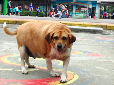 國小校犬胖到像牛校方宣導 禁餵令 幫瘦身 生活 自由時報電子報