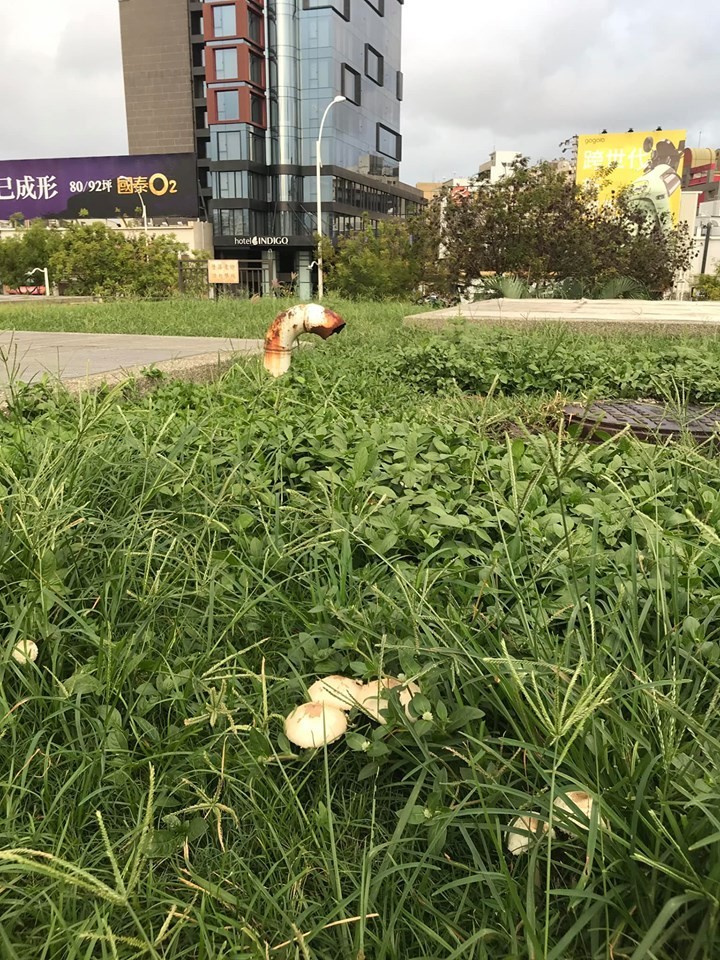 高雄市中央公園被發現滿是雜草，甚至還有蘑菇出現。（圖擷取自公民割草行動臉書社團）