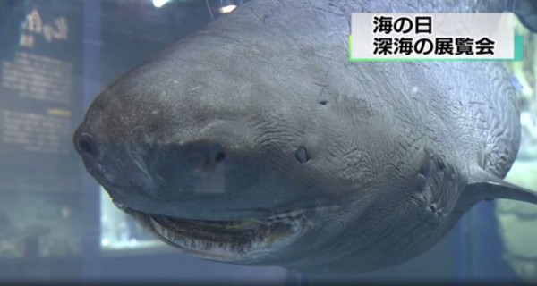 東京深海生物展巨型海洋生物曝光 國際 自由時報電子報