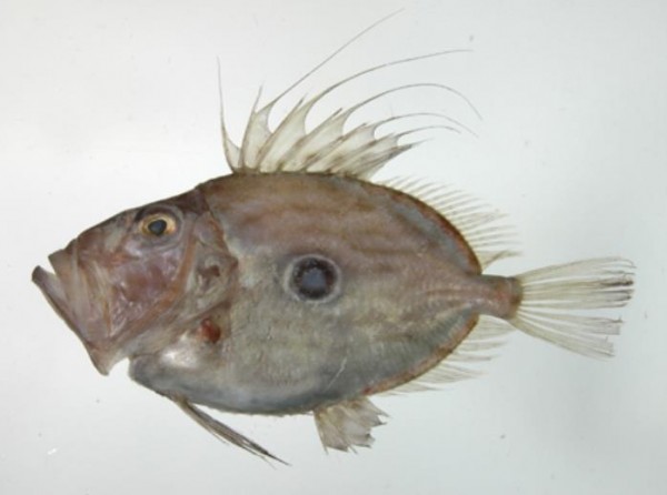 鯰魚裝魴魚!食藥署抽驗12件魴魚產品全造假 - 生活 - 自由時報電子報