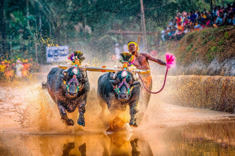 印度近日在傳統悠久的卡姆巴拉「Kambala」水牛賽跑比賽中,一名從事建築業的男子高爾達(Srinivasa Gowda)以13.42秒的時間內跑完了142公尺,並在9.55秒內跑完了前100公尺,超越奧運百米冠軍波爾特(Usain Bolt)100公尺9.58秒的紀錄。(法新社) 印度近日在傳統悠久的卡姆巴拉「Kambala」水牛賽跑比賽中,一名從事建築業的男子高爾達(Srinivasa Gowda)以13.42秒的時間內跑完了142公尺,並在9.55秒內跑完了前100公尺,超越奧運百米冠軍波爾特(Usain Bolt)100公尺9.58秒的紀錄。(法新社)