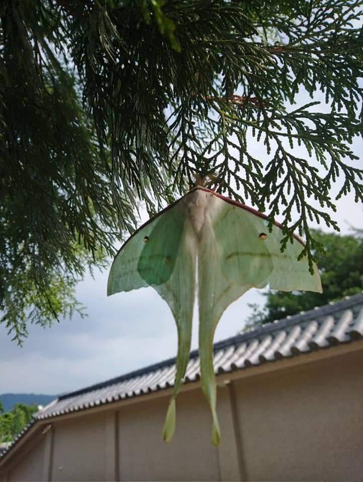 是蝴蝶結還是風箏 網友上山拜拜驚喜邂逅 月神之蛾 生活 自由時報電子報