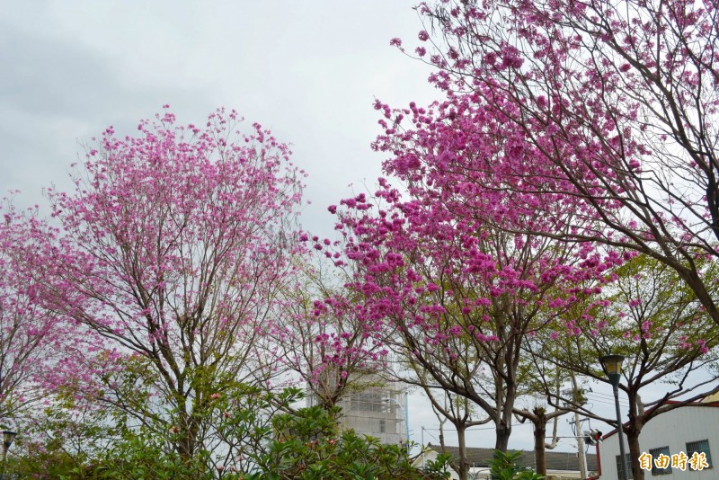 太平區大源公園裡的紅花風鈴木近日大爆花，相當漂亮。（記者陳建志攝）
