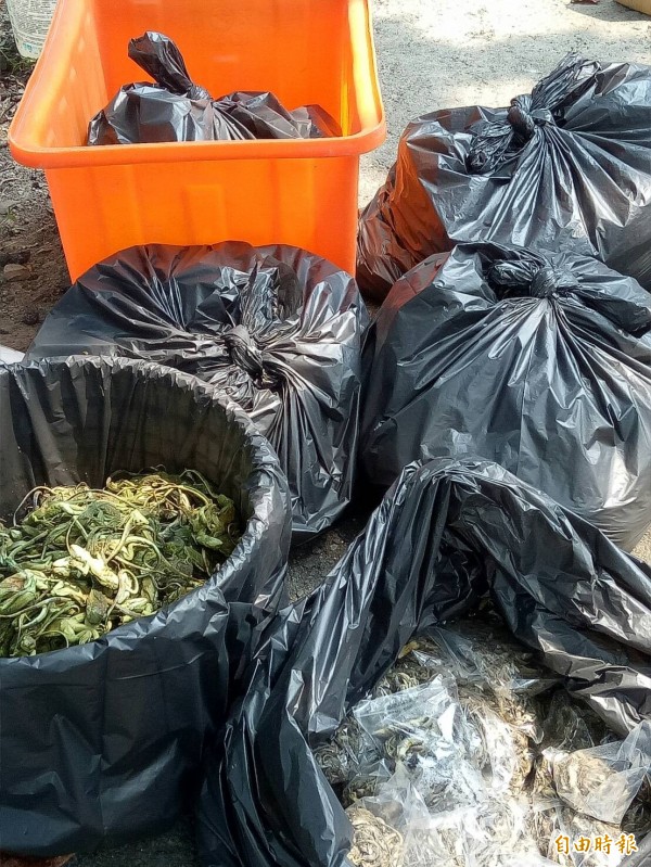 許多民眾未換得獎金，蜥蜴屍體發出惡臭。（資料圖，記者林宜樟攝）