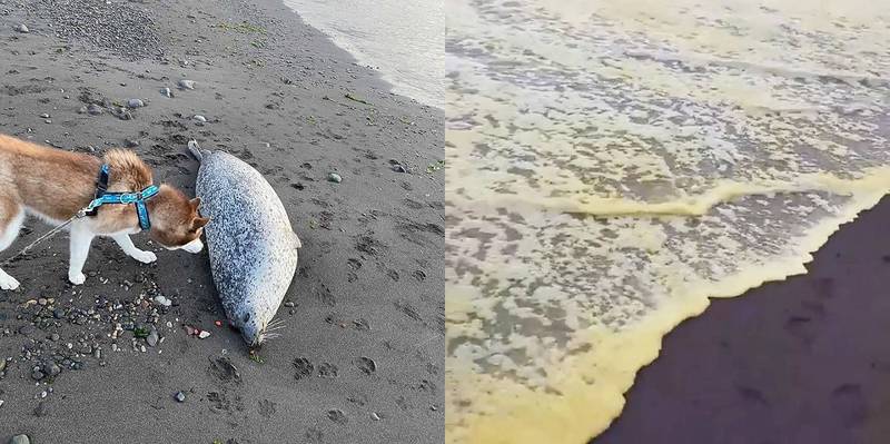 俄羅斯東部堪察加半島（Kamchatka peninsula）的卡拉克提斯基（Khalaktyrsky）海灘爆發嚴重水汙染，海水一度呈現「黃綠色」，大量海洋生物的屍體被沖上岸。（圖翻攝自Twitter）