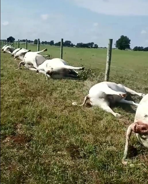 美國德州一座牧場上個月底遭遇強大雷擊,牧場主人伍迪事後去檢查乳牛時,牧場內的15頭母牛和8頭小牛全遭雷擊而亡,翻肚倒地排成奇怪的陣型,有如驚悚片裡的末日景象。(圖擷取自Facebook「Trey Woody」) 美國德州一座牧場上個月底遭遇強大雷擊,牧場主人伍迪事後去檢查乳牛時,牧場內的15頭母牛和8頭小牛全遭雷擊而亡,翻肚倒地排成奇怪的陣型,有如驚悚片裡的末日景象。(圖擷取自Facebook「Trey Woody」)