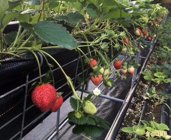 大湖草莓 相關新聞 自由時報電子報