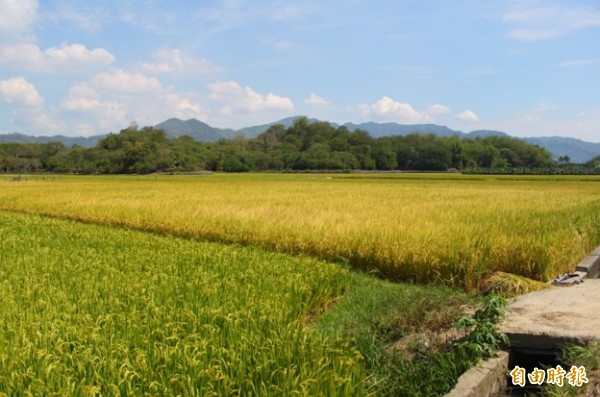 嘉南平原1期稻收穫期農糧署籲 不搶割 不青割 生活 自由時報電子報