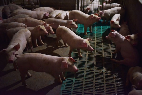 中國當局今（30）日通報，山西省晉城市澤州縣一養殖場發生非洲豬瘟疫情。（法新社）