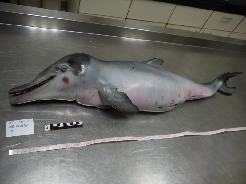台灣白海豚寶寶身長約1公尺，出生約1星期。（圖擷取自「海洋委員會海洋保育署」官方臉書）
