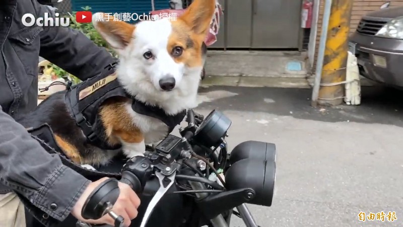 騎檔車也能載狗狗去兜風改裝專屬座椅讓呆萌柯基感受乘風快感 自由電子報影音頻道