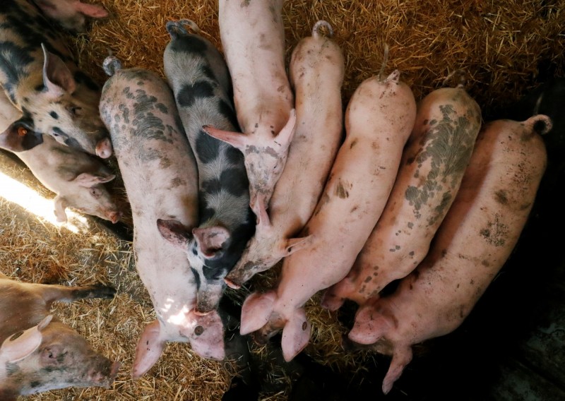 日本埼玉縣一間養豬場爆發感染「日本典型豬瘟」，撲殺678隻豬，此為示意圖。（路透社）