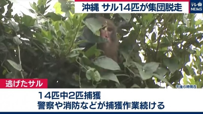 警方和消防隊起初順利捕獲其中2隻,到了稍晚又捉到2隻,目前還剩10隻。(圖擷取自テレ東NEWS) 警方和消防隊起初順利捕獲其中2隻,到了稍晚又捉到2隻,目前還剩10隻。(圖擷取自テレ東NEWS)