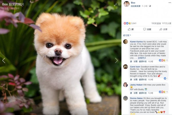 臉書擁有1千6百萬粉絲的博美狗「Boo」今日病逝。（圖擷自「Boo」臉書粉專）