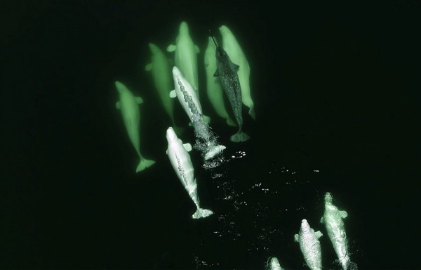 海洋哺乳類研究教育小組(GREMM)今天表示,一尾獨角鯨(narwhal)獨自遠離其北極棲息地,並與加拿大聖勞倫斯河(Saint Lawrence River)的約10條白鯨群( belugas)中共存合組新家庭。(法新社) 海洋哺乳類研究教育小組(GREMM)今天表示,一尾獨角鯨(narwhal)獨自遠離其北極棲息地,並與加拿大聖勞倫斯河(Saint Lawrence River)的約10條白鯨群( belugas)中共存合組新家庭。(法新社)