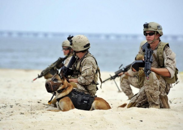 美國海軍海豹部隊第七隊（SEAL Team 7），近日爆出性侵女性同袍、殘害百姓及飲酒違紀等醜聞，軍方為此將3名領導幹部調離現職。海豹部隊（見圖）被公認是世界上最強特種部隊之一。圖為示意圖。（法新社）