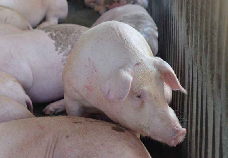 中國非洲豬瘟蔓延，香港失守！香港上水屠宰場有廣東進口豬隻遭驗出非洲豬瘟病毒，約6千隻活體豬將被人道銷毀。圖為豬隻示意圖。（中央社）
