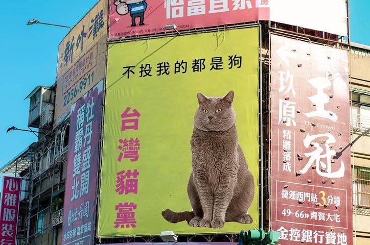 不投我的都是狗 台灣貓黨霸氣看板瘋傳貓派網友 支持 生活 自由時報電子報