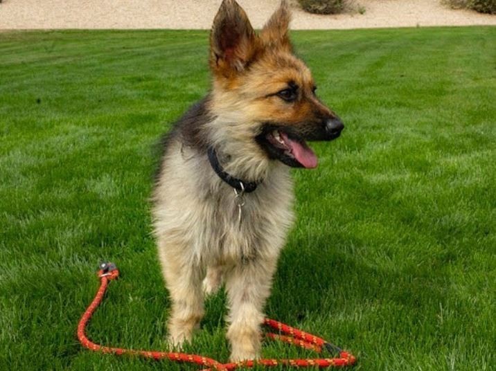 永遠都不會長大 這隻德國牧羊犬始終處於幼犬階段 國際 自由時報電子報