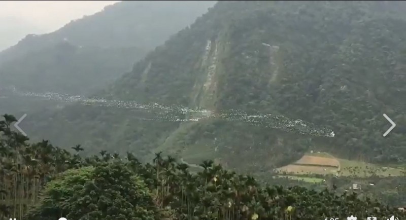 「萬鷺朝鳳」拍攝地點在台灣嘉義太興村。（曾錦富提供）