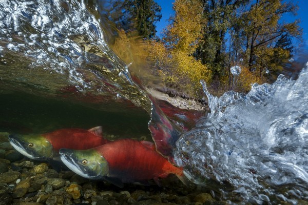 台灣攝影師吳永森所拍攝的太平洋紅鮭「Intense」，獲選為世界級水中攝影大獎賽「World Shoot Out」廣角項目第一名。（中央社）