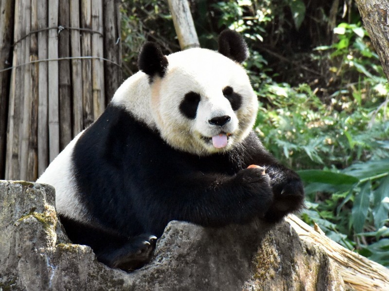 今傳出，中國將送兩隻貓熊給高雄壽山動物園，高雄市觀光局長潘恆旭證實，政府將成立貓熊小組。圖為「圓圓」。（圖由台北市立動物園提供）