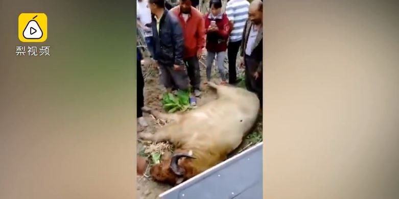 中國陝西省發生一級保育動物傷人致死事件。（圖翻攝自梨視頻）