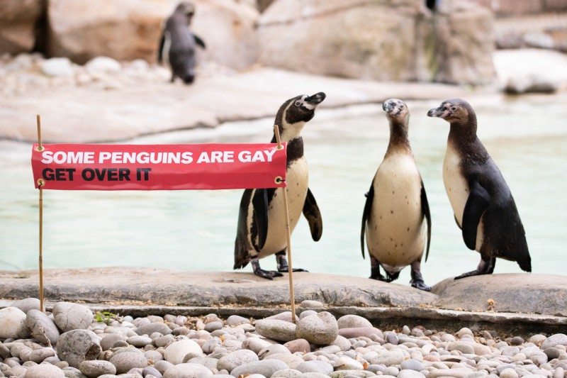 倫敦動物園企鵝同志。（圖取自ZSL LONDON ZOO）